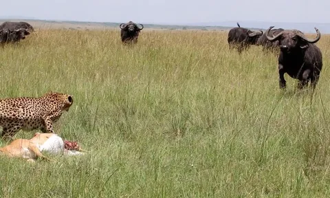 CLIP: Trâu rừng tò mò, phá hỏng bữa ăn của báo săn