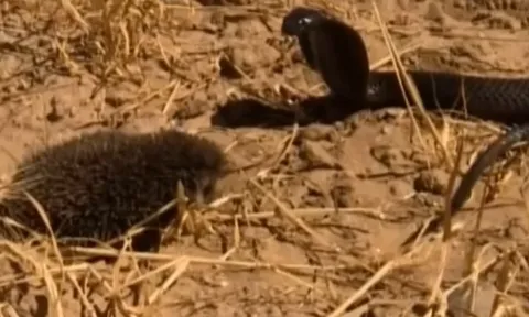 CLIP: Hổ mang Ai Cập chạm trán nhím gai, kẻ săn mồi mang nọc độc lại tháo chạy trước "chiến binh" tí hon