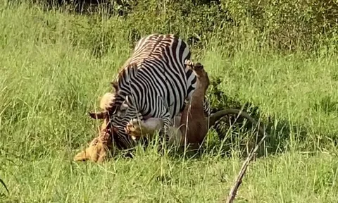 CLIP: Ngựa vằn tử nạn khi bị 4 con sư tử tấn công