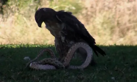 CLIP: Đại bàng quyết đấu rắn đuôi chuông khổng lồ