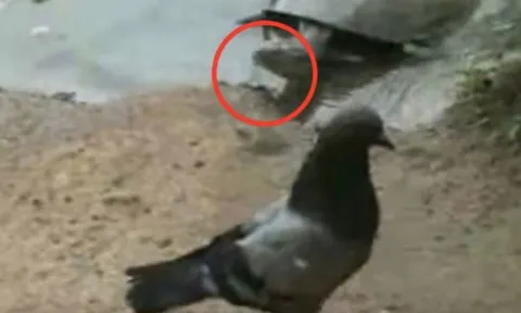 CLIP: Ngỡ ngàng trước cảnh rùa săn bồ câu siêu nhanh