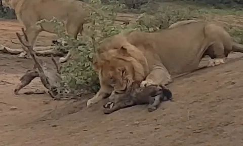 CLIP: Sư tử đực lạnh lùng đoạt mạng linh cẩu con tàn khốc