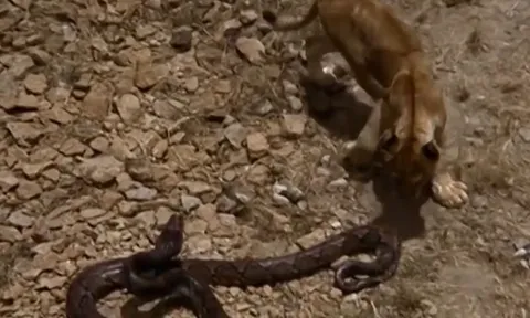 CLIP: Cuộc đối đầu nghẹt thở giữa sư tử con và trăn khổng lồ