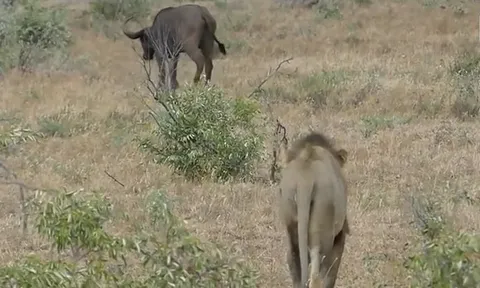 CLIP: Trâu rừng hợp sức truy đuổi sư tử, giải cứu đồng loại trong gang tấc
