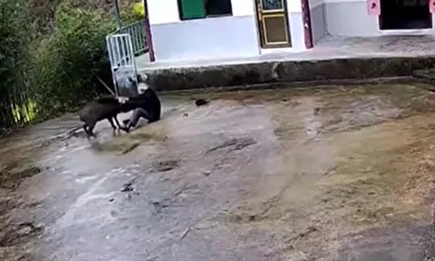 CLIP: Kinh hoàng khoảnh khắc lợn rừng lao vào sân tấn công cụ ông