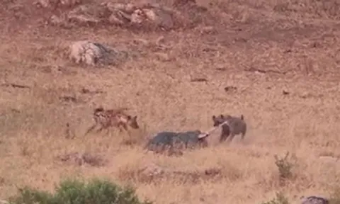 CLIP: Kịch tính màn đại chiến giành mồi của báo hoa mai, linh cẩu và cá sấu