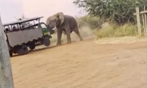 CLIP: Voi rừng nổi điên, hất tung xe khiến du khách khiếp vía