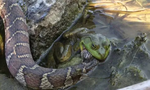 CLIP: Trận chiến không khoan nhượng giữa ếch và rắn độc, cái kết đầy kịch tính