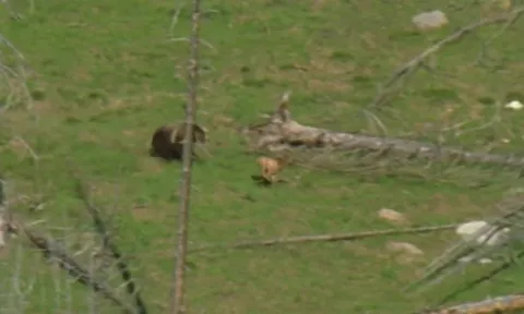 CLIP: Gấu xám Bắc Mỹ truy đuổi và hạ gục nai sừng tấm giữa rừng sâu