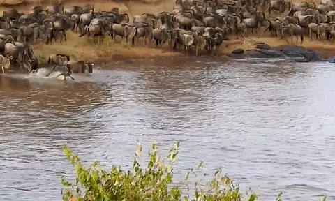 CLIP: Linh dương đầu bò trở thành mồi ngon cho cá sấu khổng lồ bên dòng sông Mara