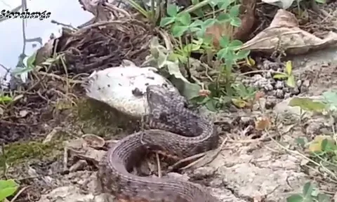 CLIP: Săn được cá, rắn vẫn đành ngậm ngùi ôm bụng đói