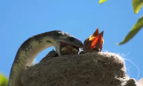 CLIP: Rắn hổ mang tấn công và giết sạch cả ổ chim non