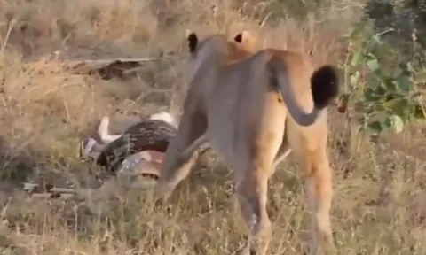CLIP: Cuộc chạm trán kịch tính giữa sư tử cái và trăn khổng lồ vì miếng mồi béo bở