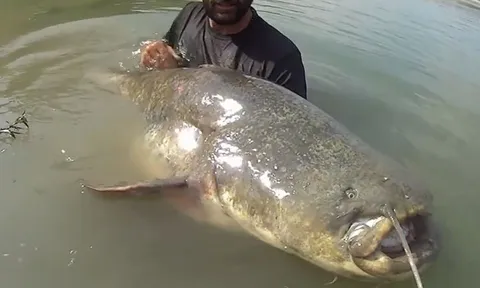 CLIP: Cần thủ bắt được "thủy quái sông" dài 2,5m, nặng hơn 120kg