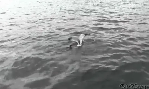 CLIP: Cuộc “thủy chiến” nghẹt thở giữa chồn sương và mòng biển