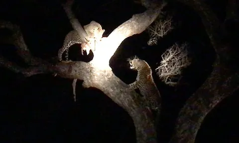 CLIP: Cuộc chiến tranh mồi khốc liệt giữa hai con báo, linh cẩu bất ngờ trúng “lộc trời”