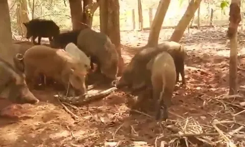 CLIP: Trăn khốn đốn dưới nanh vuốt đàn heo rừng hung dữ