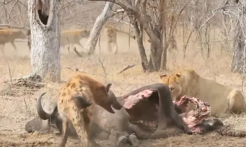 CLIP: Sư tử cái bị bầy linh cẩu hợp sức đánh cho "tơi tả" khi liều lĩnh cướp mồi