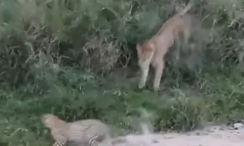 CLIP: Bị sư tử tập kích bất ngờ, báo hoa mai có phản ứng khiến kẻ đi săn 'muối mặt'
