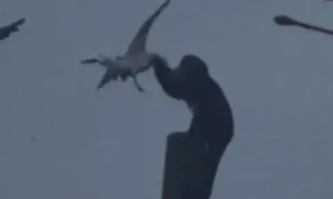 CLIP: Ớn lạnh khoảnh khắc khỉ mũ hành hung chim mòng biển dã man rồi ăn thịt