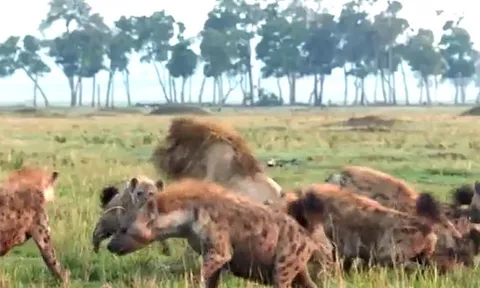 CLIP: Đi nhầm vào địa bàn của linh cẩu, sư tử bị 'đánh hội đồng' và cái kết kịch tính ở phút chót