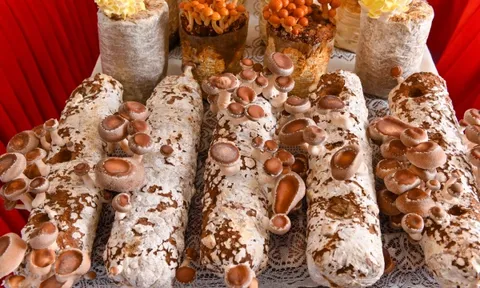 Từ mùn cưa đến siêu thị: Hành trình trắc trở của nấm hữu cơ Việt
