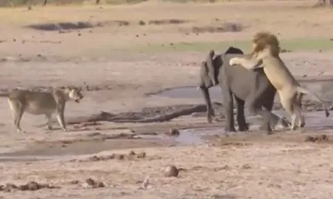 CLIP: Voi con lạc đàn bị sư tử hạ gục trong tích tắc 