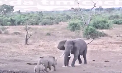 CLIP: Hùng hổ lao lại tấn công voi, tê giác nhận ngay kết cục bẽ bàng