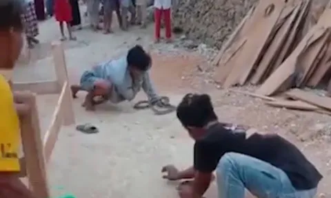 CLIP: Trình diễn màn hôn rắn hổ mang chúa để kiếm tiền, thanh niên nhận cái kết bi thảm