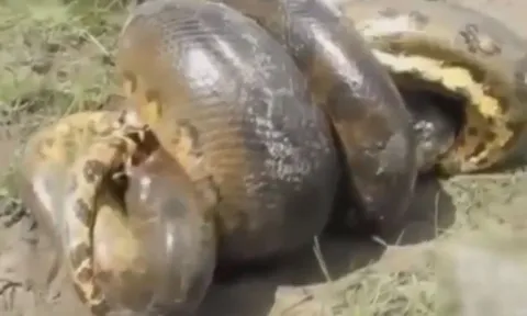 CLIP: Cá sấu quyết 'đồng quy vu tận' với trăn Nam Mỹ khổng lồ