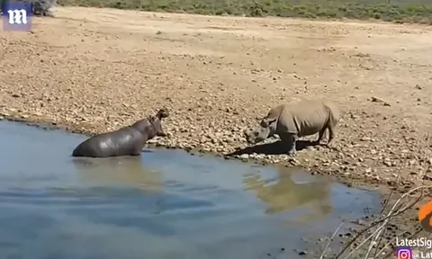 CLIP: Cuộc chiến giành lãnh thổ quyết liệt giữa hà mã và tê giác