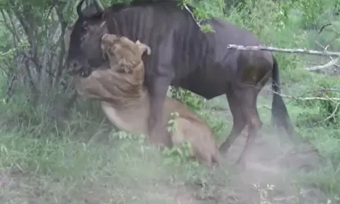 CLIP: Bị sư tử ngoạm chặt cổ, linh dương đầu bò bất ngờ vùng dậy húc văng kẻ đi săn