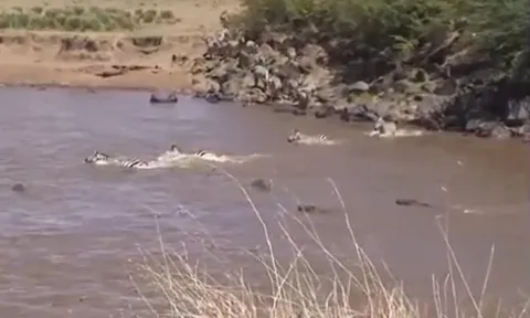 CLIP: Ngựa vằn bỏ mạng vì lọt vào ổ phục kích của cá sấu khi vượt sông
