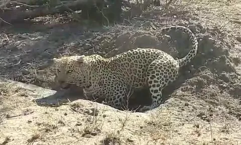 CLIP: Số phận bi thảm của lợn bướu khi gặp phải báo hoa mai