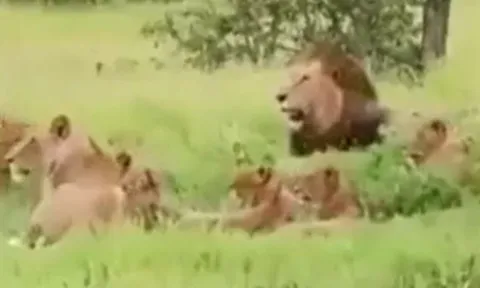 CLIP: Đang nằm nghỉ ngơi, đàn voi bất ngờ tháo chạy khi con vật này xuất hiện