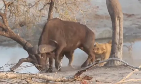 CLIP: Trâu rừng gục ngã trước hai "nữ chúa sơn lâm"