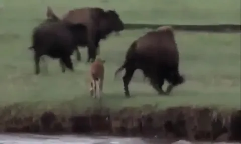 CLIP: Bò rừng mẹ bất lực nhìn gấu dữ ăn thịt con non