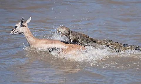 CLIP: Cá sấu phục kích, đoạt mạng linh dương Impala giữa dòng sông