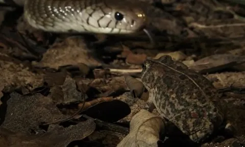 CLIP: Chú cóc đen đủi và cái kết không ngờ sau hai lần thoát chết