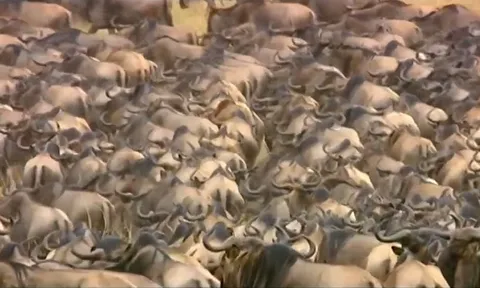 CLIP: 500 anh em linh dương đầu bò dũng cảm đối đầu báo săn cứu con thoát chết