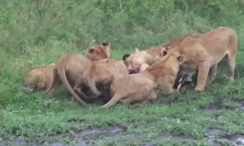 CLIP: Bầy sư tử hợp sức hạ gục lợn rừng trong cuộc săn tàn khốc