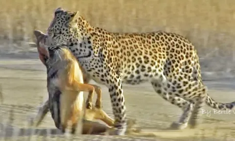 CLIP: Chó hoang 'cù nhầy' với báo hoa mai và phải trả giá bằng cả tính mạng