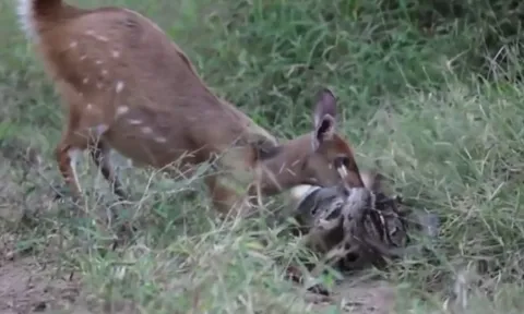 CLIP: Nai mẹ dũng cảm đối đầu trăn khổng lồ để cứu con