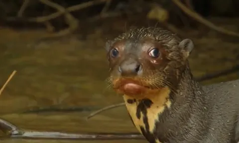 CLIP: Cá sấu Caiman tháo chạy thảm hại khi bị rái cá hợp lực “dạy dỗ”