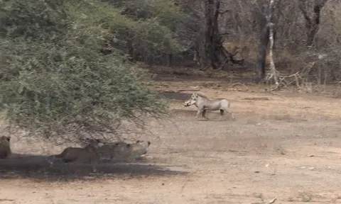 CLIP: Lợn bướu ngang nhiên thách thức 5 chú sư tử nhưng vẫn may mắn sống sót