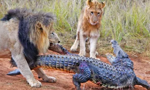 CLIP: Lên bờ nghỉ ngơi, cá sấu bị sư tử 'đánh hội đồng'