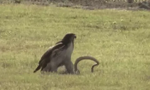CLIP: Săn được rắn chuột, chim ưng không vội ăn thịt mà làm ra hành động bất ngờ