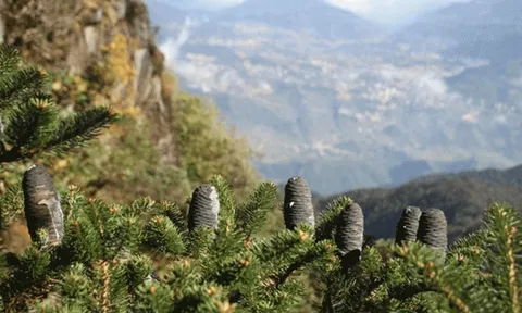 Loài cây cảnh tự nhiên quý hiếm bậc nhất trên thế giới: Hiện chỉ có duy nhất tại Việt Nam