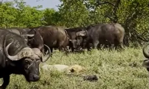 CLIP: Sư tử già nhận cái kết thê thảm sau khi bị đàn trâu rừng hành hạ