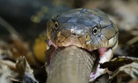 CLIP: Hổ mang chúa khổng lồ nuốt chửng rắn săn chuột trong chớp mắt